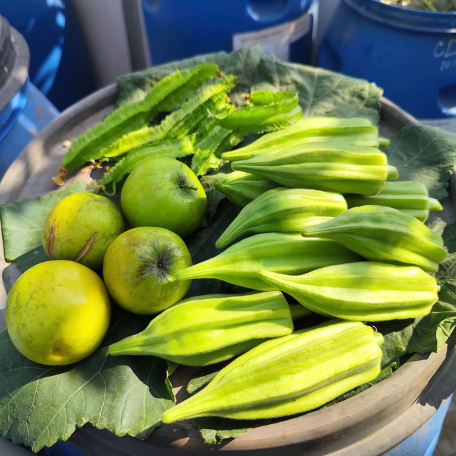 Cô ‘nông dân sân thượng’ đầu tư hàng trăm triệu đồng để có khu vườn sai quả- Ảnh 7. Cô ‘nông dân sân thượng’ đầu tư hàng trăm triệu đồng để có khu vườn sai quả- Ảnh 7.