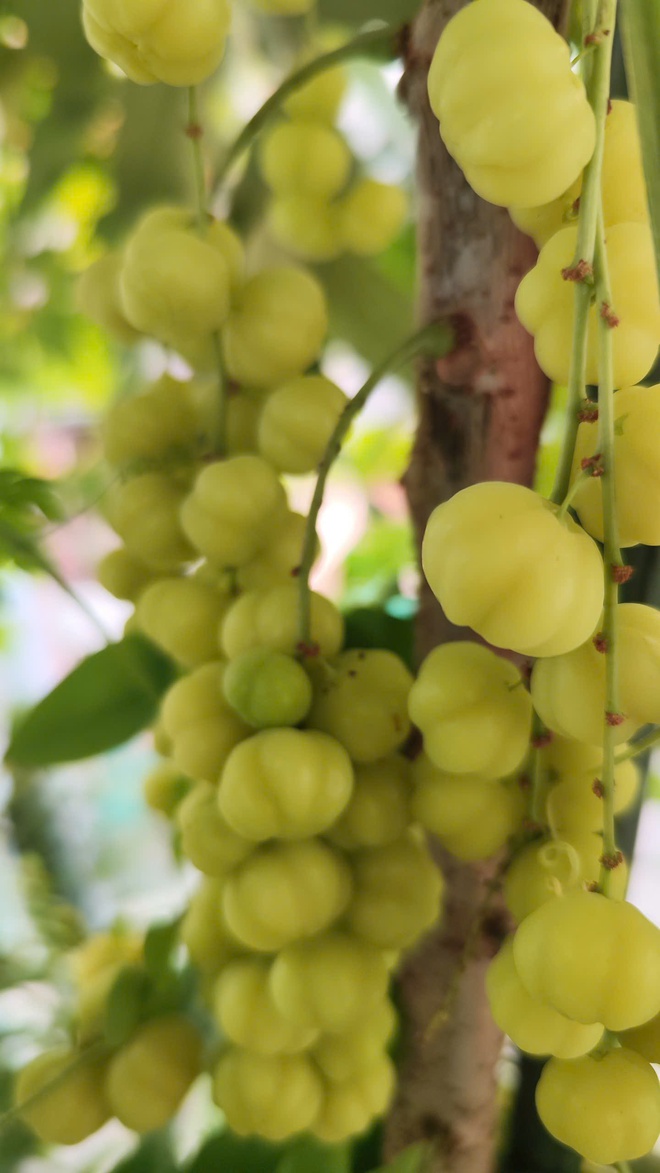 Cô ‘nông dân sân thượng’ đầu tư hàng trăm triệu đồng để có khu vườn sai quả- Ảnh 3.