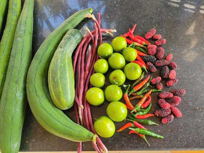 Cô ‘nông dân sân thượng’ đầu tư hàng trăm triệu đồng để có khu vườn sai quả- Ảnh 8. Cô ‘nông dân sân thượng’ đầu tư hàng trăm triệu đồng để có khu vườn sai quả- Ảnh 8.
