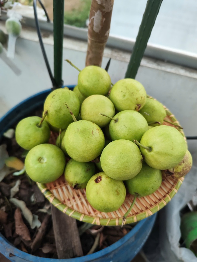 Cô ‘nông dân sân thượng’ đầu tư hàng trăm triệu đồng để có khu vườn sai quả- Ảnh 9. Cô ‘nông dân sân thượng’ đầu tư hàng trăm triệu đồng để có khu vườn sai quả- Ảnh 9.
