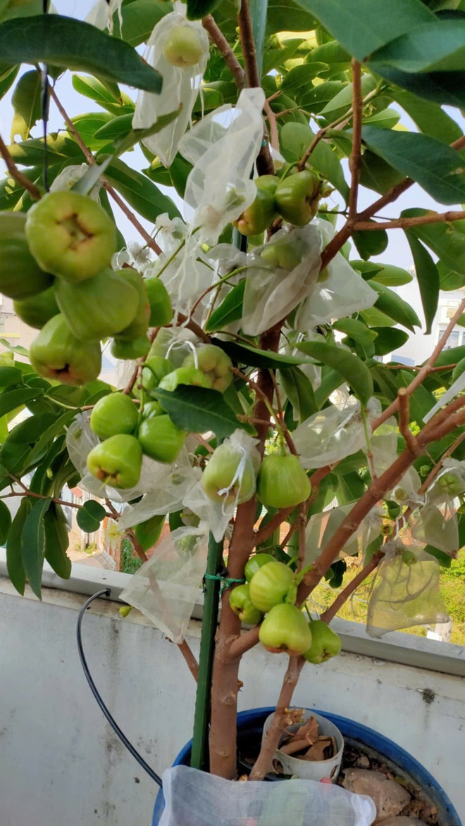 Cô ‘nông dân sân thượng’ đầu tư hàng trăm triệu đồng để có khu vườn sai quả- Ảnh 6.