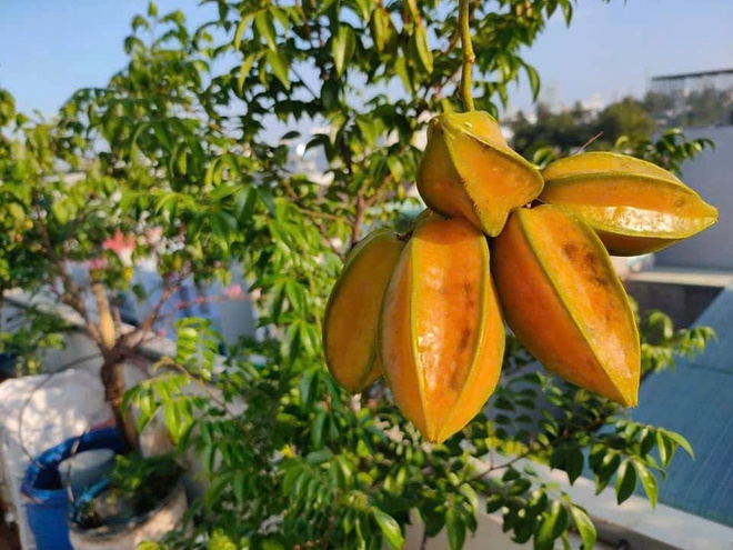 Cô ‘nông dân sân thượng’ đầu tư hàng trăm triệu đồng để có khu vườn sai quả- Ảnh 2.