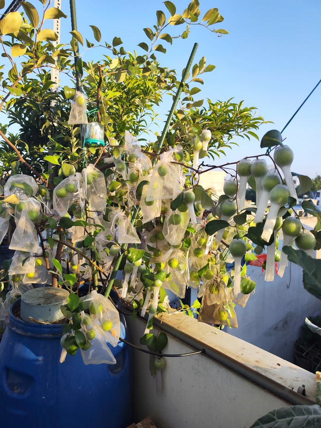 Cô ‘nông dân sân thượng’ đầu tư hàng trăm triệu đồng để có khu vườn sai quả- Ảnh 4.