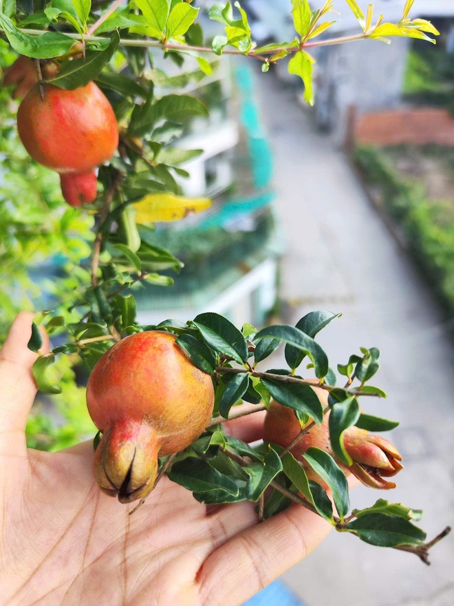 Cô ‘nông dân sân thượng’ đầu tư hàng trăm triệu đồng để có khu vườn sai quả- Ảnh 5.