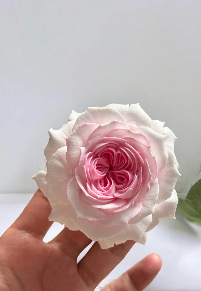 Chàng trai nặn hoa từ kem tươi khiến dân mạng không tin nổi vì quá giống hoa thật - Ảnh 10. Chàng trai nặn hoa từ kem tươi khiến dân mạng không tin nổi vì quá giống hoa thật - Ảnh 10.
