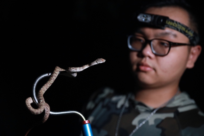 Herping là gì mà du khách quốc tế tìm đến Việt Nam? - Ảnh 10.
