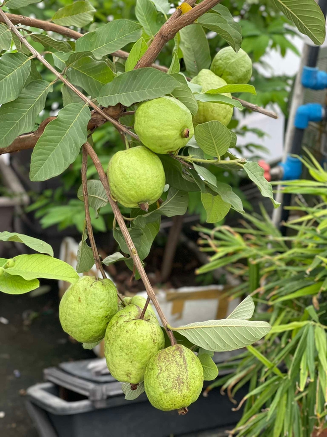 Trồng rau sạch trên sân thượng: Bán bớt 12 trái bí đỏ vì nhà ăn không hết - Ảnh 10.