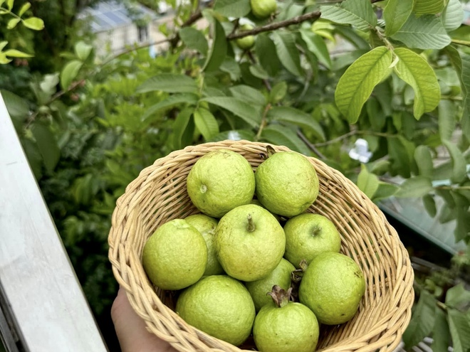 Vườn rau sạch 'mùa nào thức nấy' trên tầng 7 của gia đình Hà Nội - Ảnh 13.