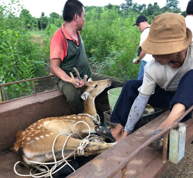 Trắng đêm bắt đàn hươu hơn 1 tỉ đồng xổng chuồng tại Bà Rịa - Vũng Tàu - Ảnh 4. Trắng đêm bắt đàn hươu hơn 1 tỉ đồng xổng chuồng tại Bà Rịa - Vũng Tàu - Ảnh 4.