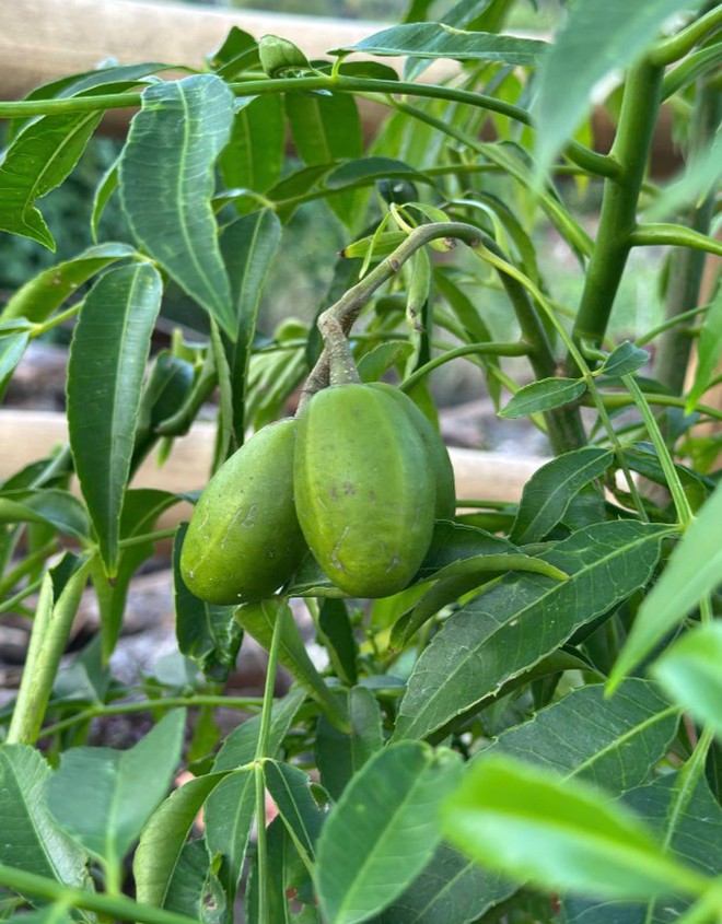 rong ngôi nhà gỗ, tự trồng vườn rau xanh - Ảnh 6.