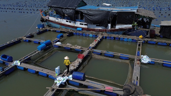 TP.HCM: Thiệt hại thủy sản vụ 2 tàu chở hàng bị tai nạn trên sông Lòng Tàu- Ảnh 6. TP.HCM: Thiệt hại thủy sản vụ 2 tàu chở hàng bị tai nạn trên sông Lòng Tàu- Ảnh 6.
