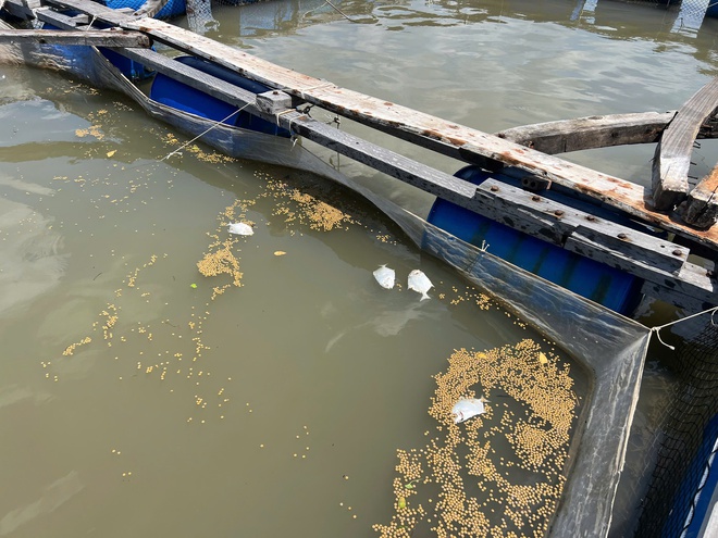 TP.HCM: Thiệt hại thủy sản vụ 2 tàu chở hàng bị tai nạn trên sông Lòng Tàu- Ảnh 2. TP.HCM: Thiệt hại thủy sản vụ 2 tàu chở hàng bị tai nạn trên sông Lòng Tàu- Ảnh 2.
