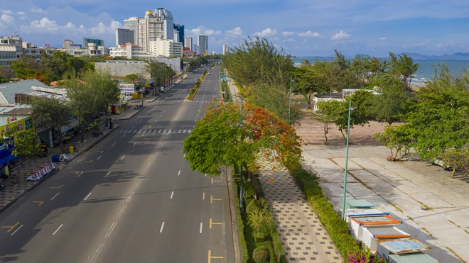 Cây phượng nửa lá nửa hoa độc lạ ở Vũng Tàu khiến du khách ngỡ ngàng hè 2025 - Ảnh 8. Cây phượng nửa lá nửa hoa độc lạ ở Vũng Tàu khiến du khách ngỡ ngàng hè 2025 - Ảnh 8.