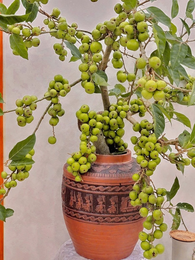 Cô giáo Phú Thọ gây sốt với thú chơi cắm cành trái cây độc đáo , đặc biệt là dừa - Ảnh 4. Cô giáo Phú Thọ gây sốt với thú chơi cắm cành trái cây độc đáo , đặc biệt là dừa - Ảnh 4.
