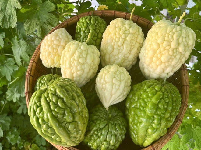 Gia đình doanh nhân Cần Thơ: 5 năm ăn rau sạch trên sân thượng - Ảnh 7.