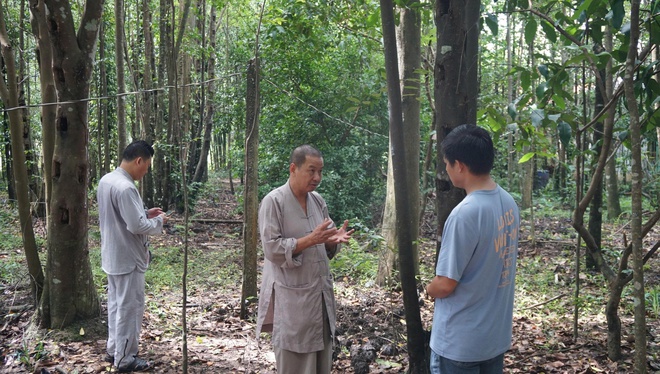 Khát vọng trầm hương của ‘nhà sư Thị Kính’: Rừng dó bầu nơi cửa Phật Khát vọng trầm hương của ‘nhà sư Thị Kính’: Rừng dó bầu nơi cửa Phật