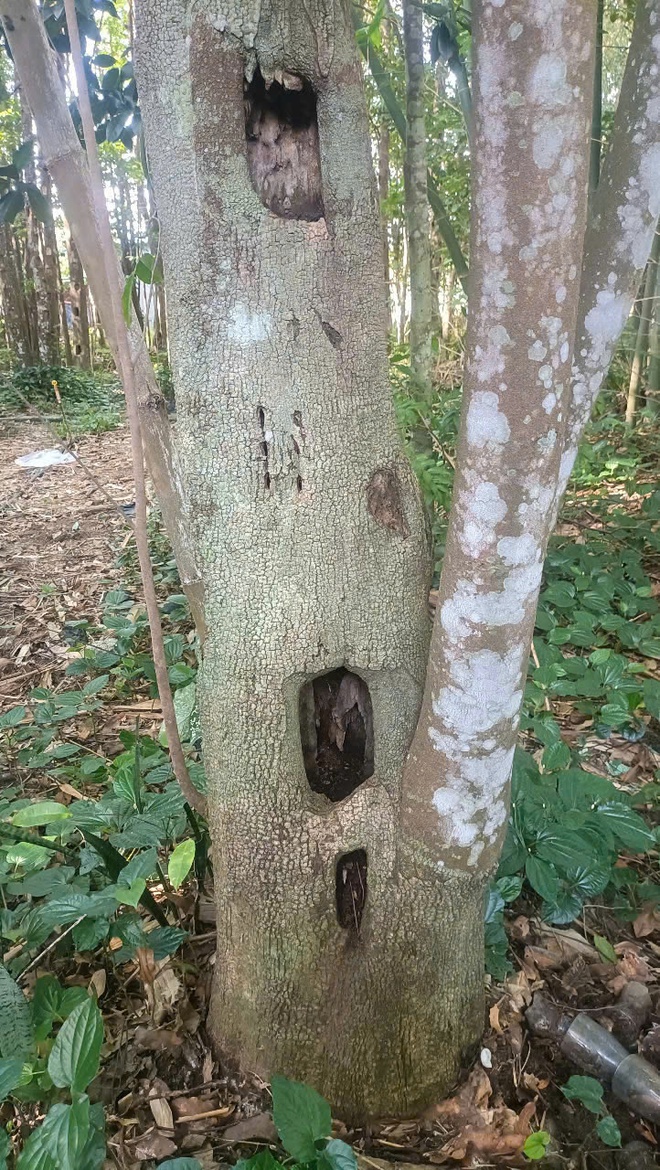 Khát vọng trầm hương của 'nhà sư Thị Kính': Rừng dó bầu nơi cửa Phật- Ảnh 6. Khát vọng trầm hương của 'nhà sư Thị Kính': Rừng dó bầu nơi cửa Phật- Ảnh 6.