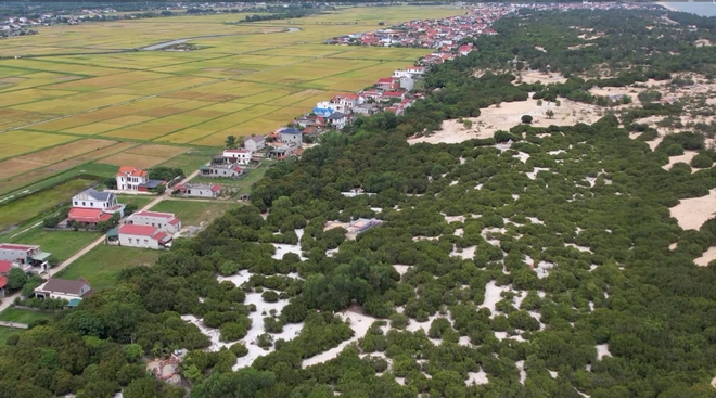 Báu vật vùng cát: Khám phá rừng trằm Trà Lộc và trâm bầu làng Thanh Bình - Ảnh 6.