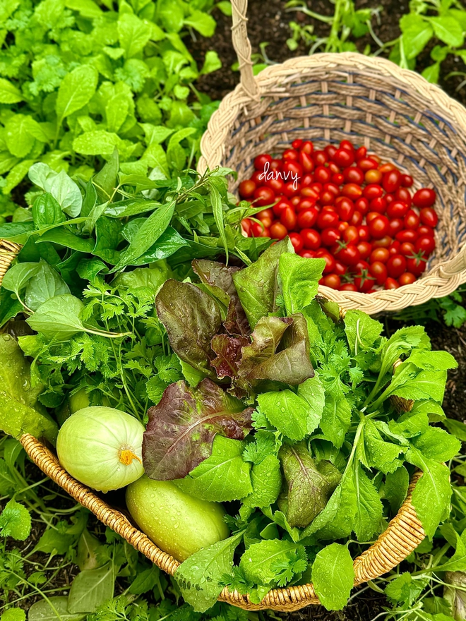 ‘Căn gác chữa lành’ xanh mướt với nhiều rau trái sạch của người phụ nữ Đắk Lắk - Ảnh 14.