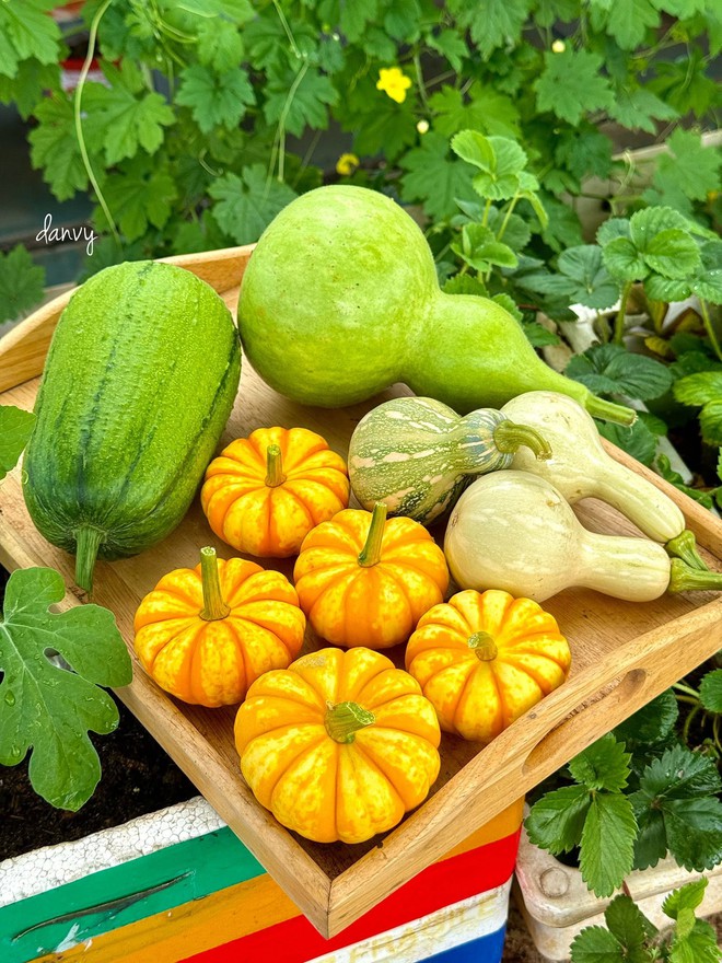 ‘Căn gác chữa lành’ xanh mướt với nhiều rau trái sạch của người phụ nữ Đắk Lắk - Ảnh 11.