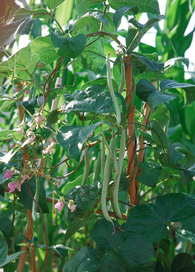 Mẹ Việt trồng rau Việt Nam tại Mỹ giữ gìn hương vị quê hương - Ảnh 7.
