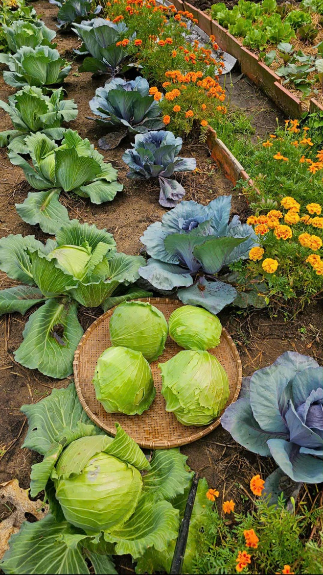 Giới trẻ 9X từ bỏ c&ocirc;ng việc văn ph&ograve;ng để theo đuổi đam m&ecirc; l&agrave;m vườn - Ảnh 4.