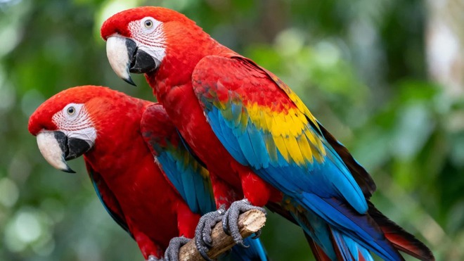 ByteDance tung 'quái vật' AI tạo ảnh Seedream 4.0 đe dọa Google Gemini - Ảnh 5.