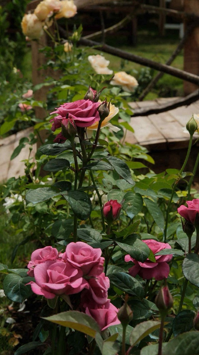 Nhờ ChatGPT thiết kế vườn đẹp, c&ocirc; g&aacute;i nhận được c&aacute;i kết bất ngờ- Ảnh 5.