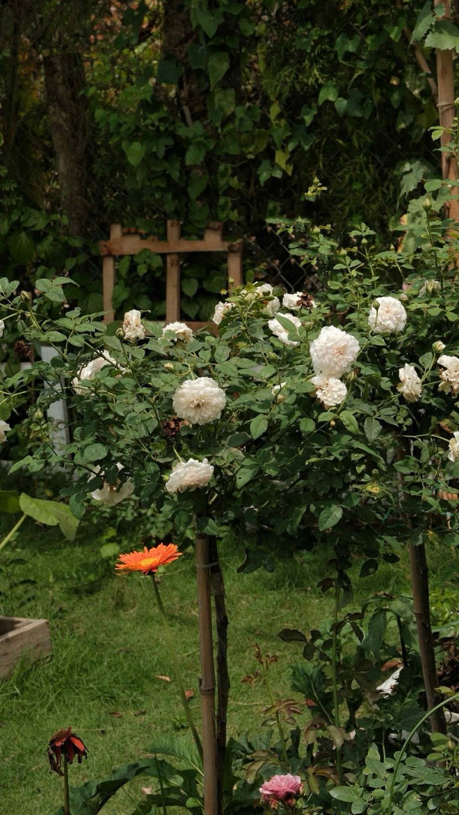 Nhờ ChatGPT thiết kế vườn đẹp, c&ocirc; g&aacute;i nhận được c&aacute;i kết bất ngờ- Ảnh 2.