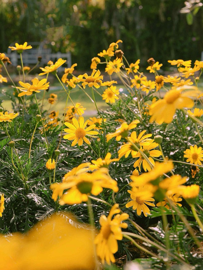 Nhờ ChatGPT thiết kế vườn đẹp, c&ocirc; g&aacute;i nhận được c&aacute;i kết bất ngờ- Ảnh 3.