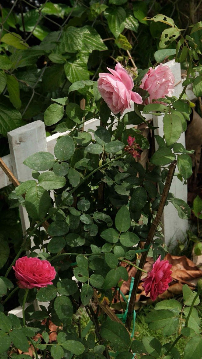 Nhờ ChatGPT thiết kế vườn đẹp, c&ocirc; g&aacute;i nhận được c&aacute;i kết bất ngờ- Ảnh 4.