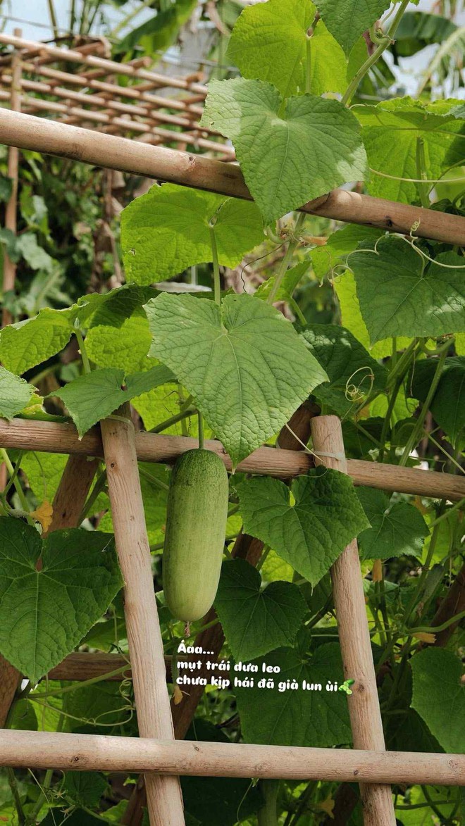 Nhờ ChatGPT thiết kế vườn đẹp, c&ocirc; g&aacute;i nhận được c&aacute;i kết bất ngờ- Ảnh 6.