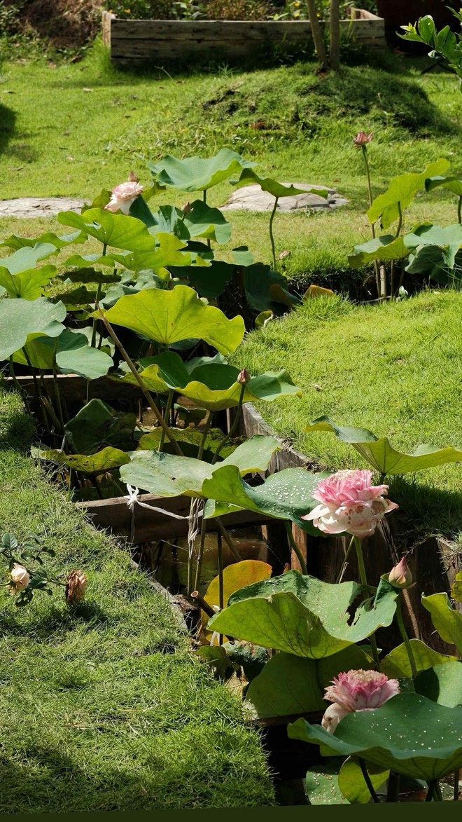 Nhờ ChatGPT thiết kế vườn đẹp, c&ocirc; g&aacute;i nhận được c&aacute;i kết bất ngờ- Ảnh 7.