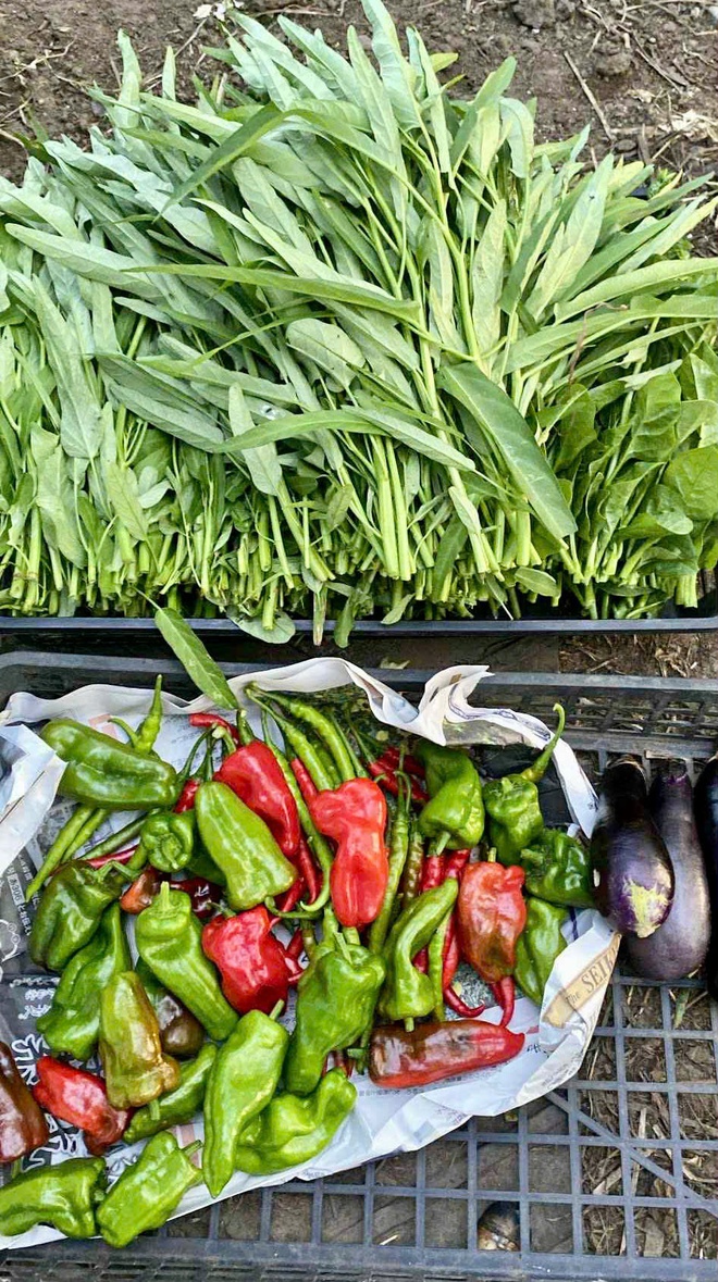 Vườn rau xanh mướt của chàng trai Việt tại Nhật Bản- Ảnh 3. Vườn rau xanh mướt của chàng trai Việt tại Nhật Bản- Ảnh 3.