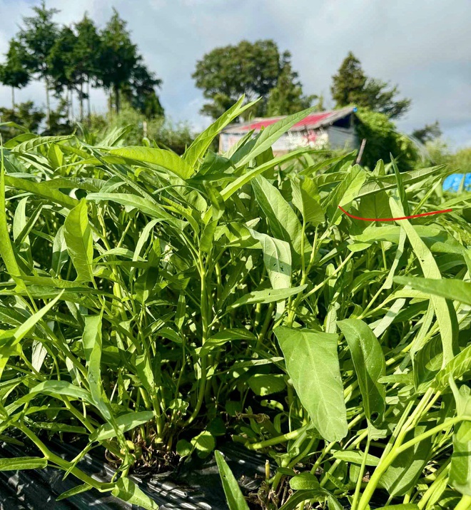 Vườn rau xanh mướt của chàng trai Việt tại Nhật Bản- Ảnh 10. Vườn rau xanh mướt của chàng trai Việt tại Nhật Bản- Ảnh 10.