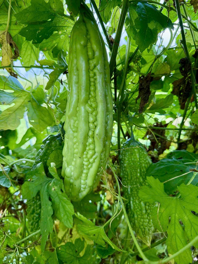 Vườn rau xanh mướt của chàng trai Việt tại Nhật Bản- Ảnh 7. Vườn rau xanh mướt của chàng trai Việt tại Nhật Bản- Ảnh 7.