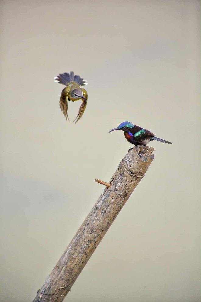 Khoảnh khắc độc lạ ở TP.HCM: Chim hút mật thấy mình trong gương, 'đánh nhau' quyết liệt - Ảnh 6.