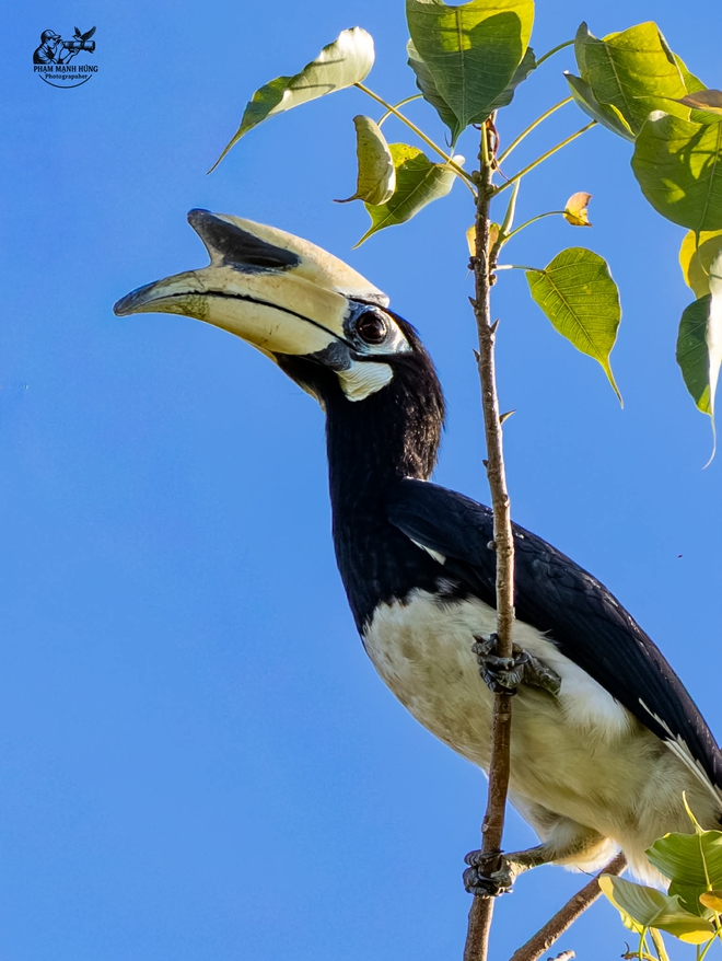 Khoảnh khắc thú vị: Chim hồng hoàng bay lượn, người chụp ngỡ ngàng vì quá đẹp - Ảnh 5.