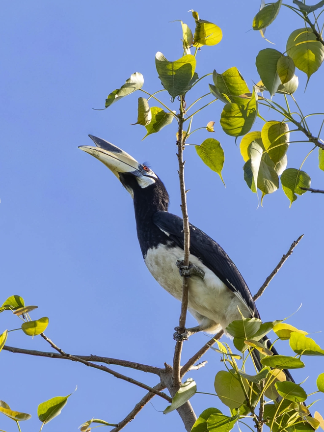 Khoảnh khắc thú vị: Chim hồng hoàng bay lượn, người chụp ngỡ ngàng vì quá đẹp - Ảnh 6.