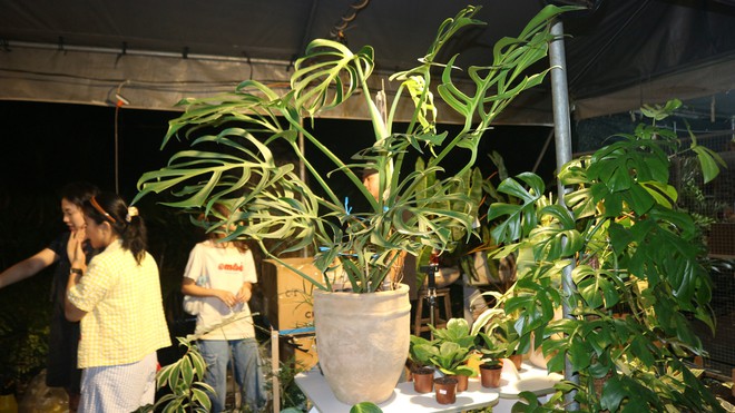 Loại c&acirc;y n&agrave;o từng c&oacute; gi&aacute; 1 tỉ đồng/l&aacute;, nay chỉ c&ograve;n v&agrave;i triệu đồng/c&acirc;y?- Ảnh 3.