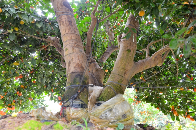 Bộ qu&yacute;t 'Ph&uacute;c-Lộc-Thọ' gi&aacute; nửa tỉ, đại gia mua về chơi tết Nguy&ecirc;n đ&aacute;n B&iacute;nh Ngọ 2026 - Ảnh 3.