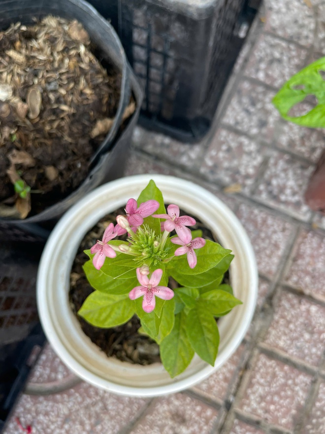 Đi chợ c&acirc;y độc lạ: Đủ loại c&acirc;y gi&aacute; chỉ v&agrave;i ng&agrave;n đồng- Ảnh 3.