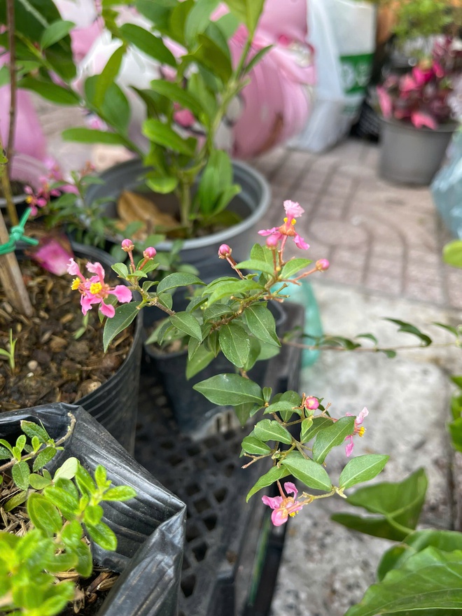 Đi chợ c&acirc;y độc lạ: Đủ loại c&acirc;y gi&aacute; chỉ v&agrave;i ng&agrave;n đồng- Ảnh 4.