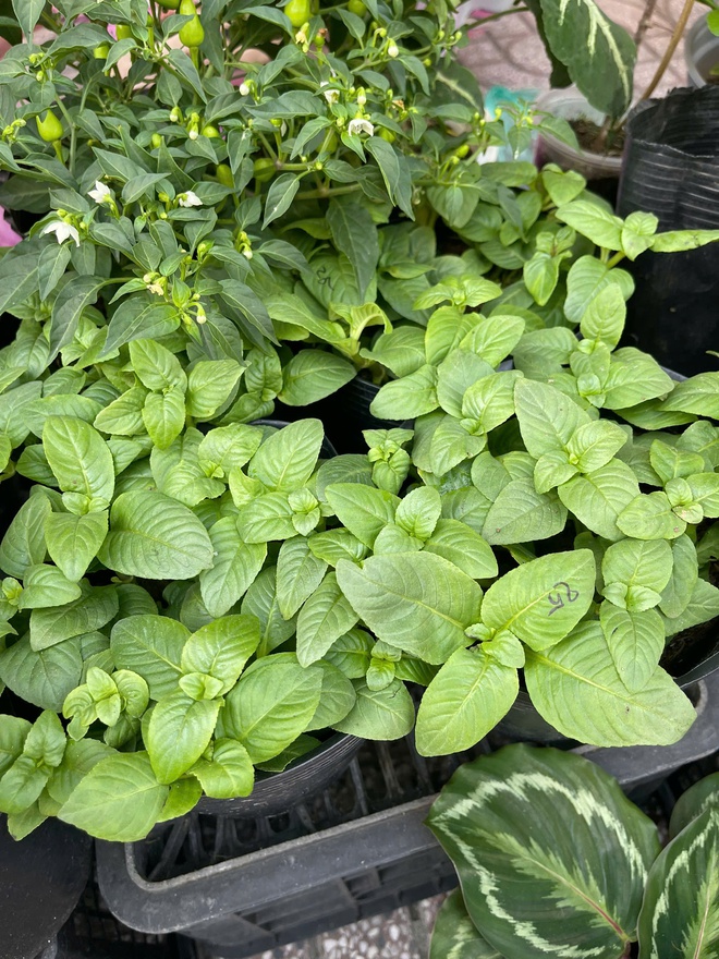 Đi chợ c&acirc;y độc lạ: Đủ loại c&acirc;y gi&aacute; chỉ v&agrave;i ng&agrave;n đồng- Ảnh 5.