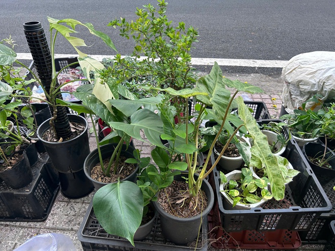 Đi chợ c&acirc;y độc lạ: Đủ loại c&acirc;y gi&aacute; chỉ v&agrave;i ng&agrave;n đồng- Ảnh 7.