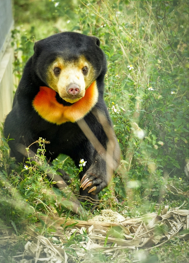 Chuyện về Anuk &ndash; Gấu ch&oacute; t&igrave;m thức ăn, trải qua m&ugrave;a đ&ocirc;ng với điều th&uacute; vị - Ảnh 7.