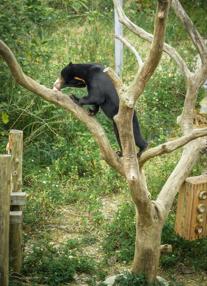Chuyện về Anuk &ndash; Gấu ch&oacute; t&igrave;m thức ăn, trải qua m&ugrave;a đ&ocirc;ng với điều th&uacute; vị - Ảnh 8.