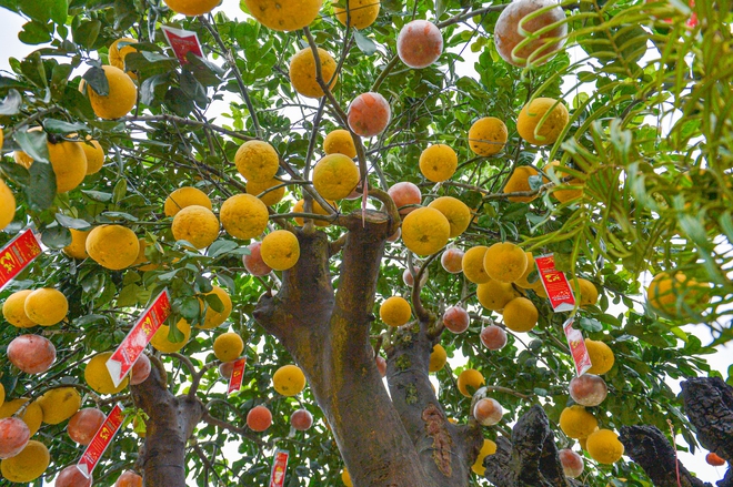 Chậu bưởi diễn nặng 10 tấn, gi&aacute; hơn 200 triệu được đại gia thu&ecirc; về chơi tết - Ảnh 5.