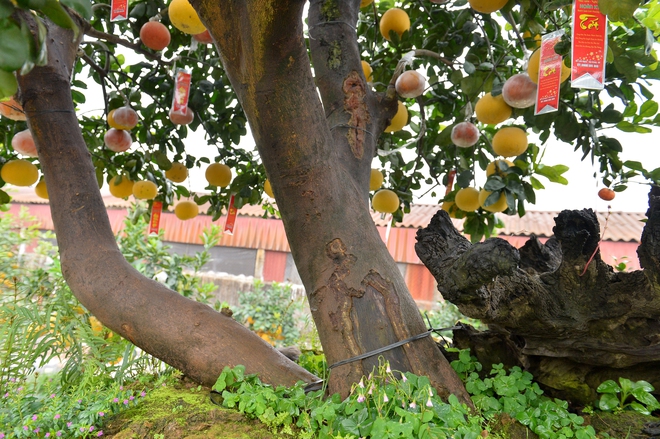 Chậu bưởi diễn nặng 10 tấn, gi&aacute; hơn 200 triệu được đại gia thu&ecirc; về chơi tết - Ảnh 3.