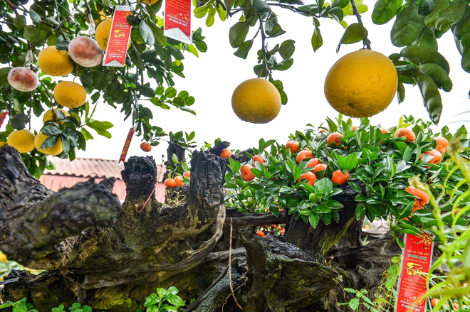 Chậu bưởi diễn nặng 10 tấn, gi&aacute; hơn 200 triệu được đại gia thu&ecirc; về chơi tết - Ảnh 2.